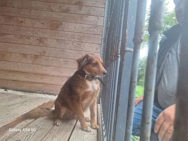 Pies do adopcji, Orzechowce, 3 sierpnia 2025 (4/4)