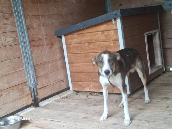 Pies do adopcji, Orzechowce, 3 sierpnia 2025 (1/5)