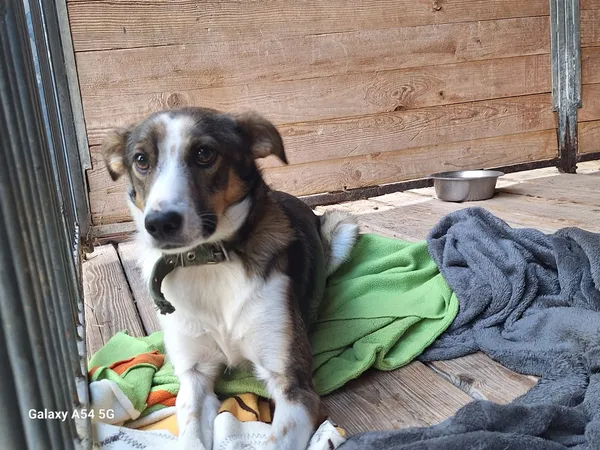 Pies do adopcji, Orzechowce, 3 sierpnia 2025 (2/5)