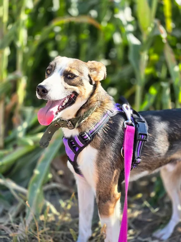 Pies do adopcji, Orzechowce, 3 sierpnia 2025 (3/5)