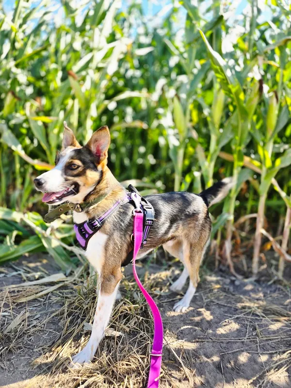 Pies do adopcji, Orzechowce, 3 sierpnia 2025 (4/5)