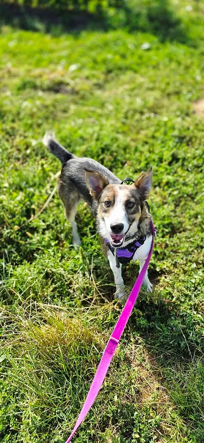 Pies do adopcji, Orzechowce, 3 sierpnia 2025 (5/5)