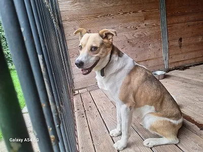 Pies do adopcji, Orzechowce, 2 sierpnia 2025 (1/5)