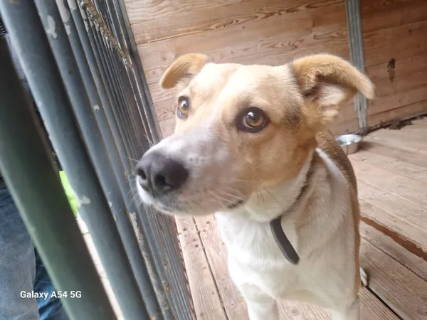 Pies do adopcji, Orzechowce, 2 sierpnia 2025 (3/5)