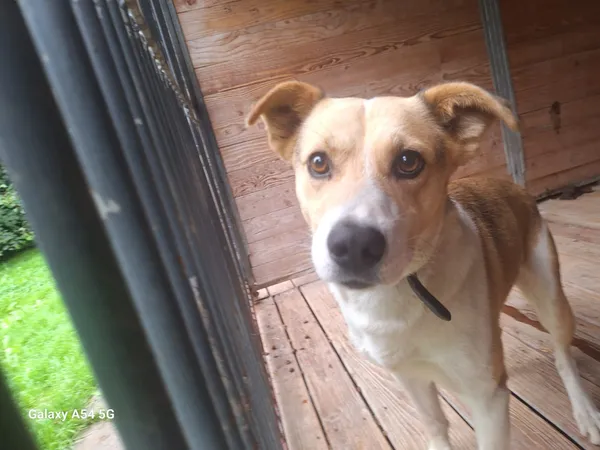 Pies do adopcji, Orzechowce, 2 sierpnia 2025 (4/5)