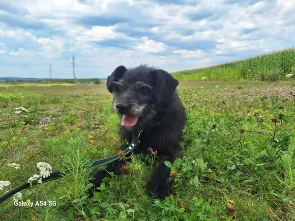 Pies do adopcji, Orzechowce, 13 lipca 2024 (1/5)