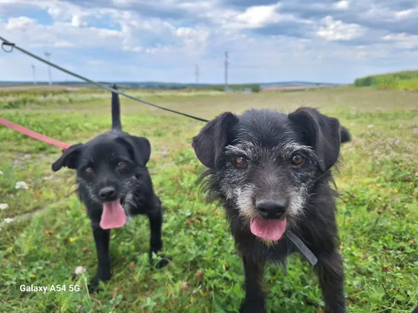 Pies do adopcji, Orzechowce, 13 lipca 2024 (4/5)