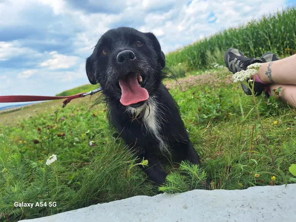 Pies do adopcji, Orzechowce, 13 lipca 2024 (1/5)