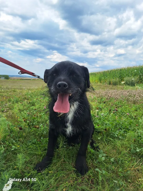 Pies do adopcji, Orzechowce, 13 lipca 2024 (3/5)