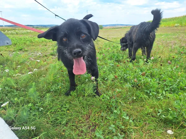 Pies do adopcji, Orzechowce, 13 lipca 2024 (4/5)