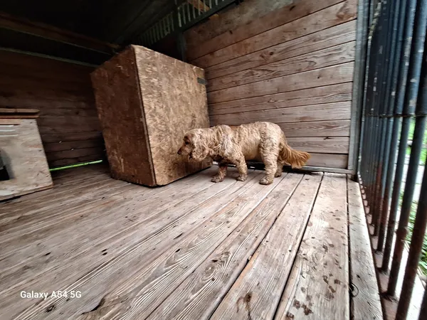 Pies do adopcji, Orzechowce, 4 sierpnia 2025 (2/5)