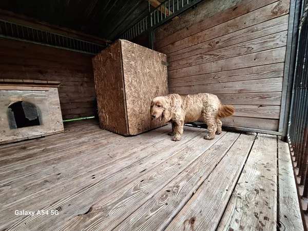 Pies do adopcji, Orzechowce, 4 sierpnia 2025 (5/5)