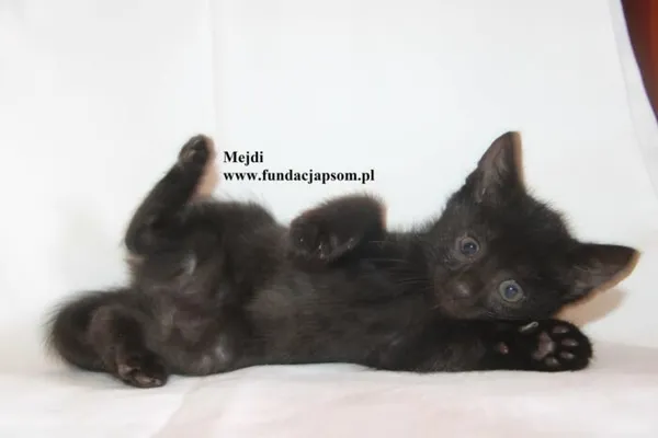 Kot do adopcji, Nowy Dwór Mazowiecki, 4 sierpnia 2025 (1/5)