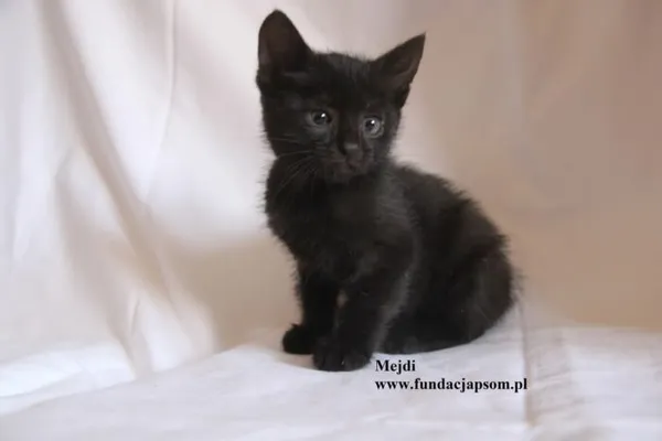 Kot do adopcji, Nowy Dwór Mazowiecki, 4 sierpnia 2025 (2/5)