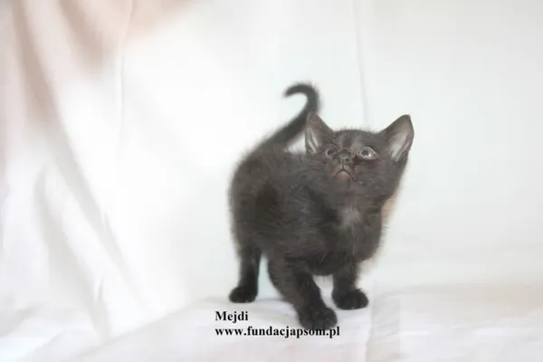 Kot do adopcji, Nowy Dwór Mazowiecki, 4 sierpnia 2025 (4/5)