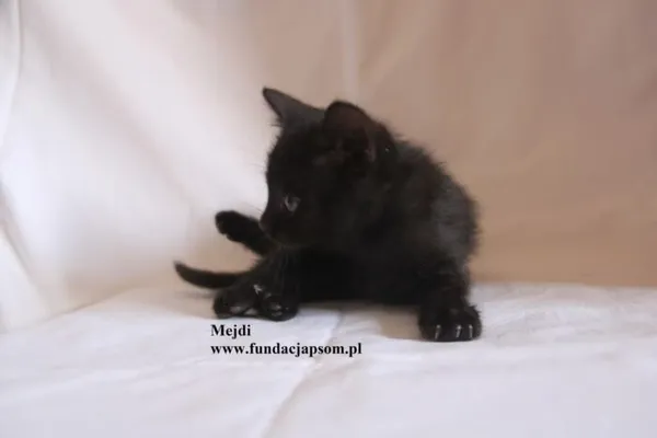 Kot do adopcji, Nowy Dwór Mazowiecki, 4 sierpnia 2025 (5/5)