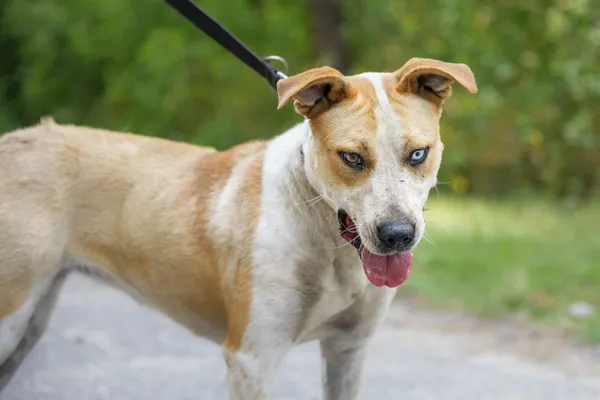 Pies do adopcji, Nowodwór, 4 sierpnia 2025 (4/5)