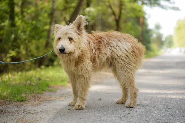 Pies do adopcji, Nowodwór, 4 sierpnia 2025 (2/5)