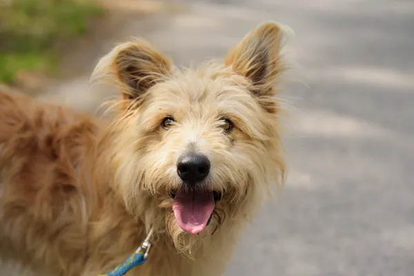 Pies do adopcji, Nowodwór, 4 sierpnia 2025 (3/5)