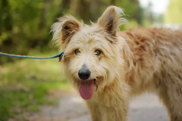 Pies do adopcji, Nowodwór, 4 sierpnia 2025 (5/5)