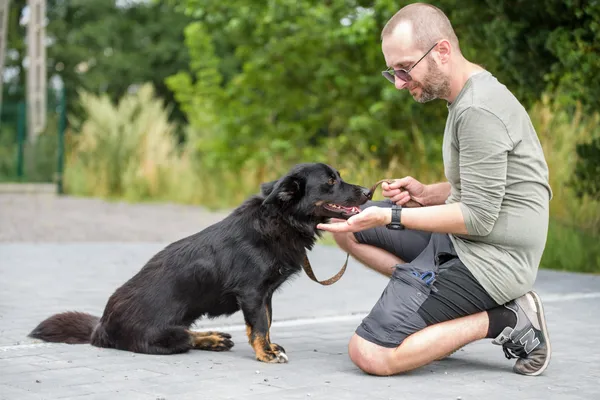 Pies do adopcji, Nowodwór, 4 sierpnia 2025 (2/5)