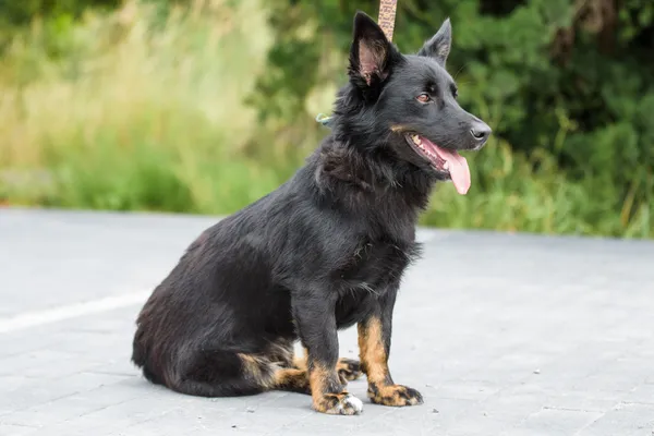 Pies do adopcji, Nowodwór, 4 sierpnia 2025 (4/5)