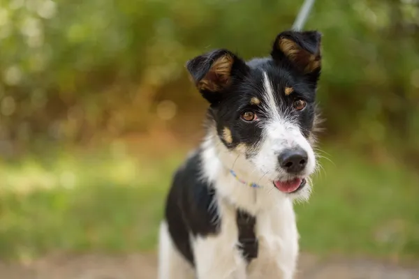 Pies do adopcji, Nowodwór, 4 sierpnia 2025 (1/5)