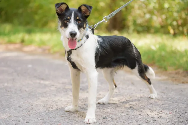 Pies do adopcji, Nowodwór, 4 sierpnia 2025 (3/5)