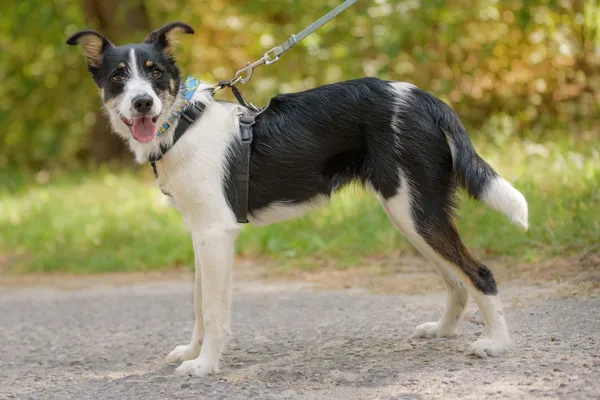 Pies do adopcji, Nowodwór, 4 sierpnia 2025 (4/5)