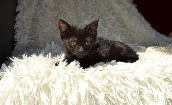 Kot do adopcji, Chełmek, 27 czerwca 2025