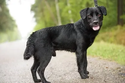 Pies do adopcji, Nowodwór, 4 sierpnia 2025 (3/5)