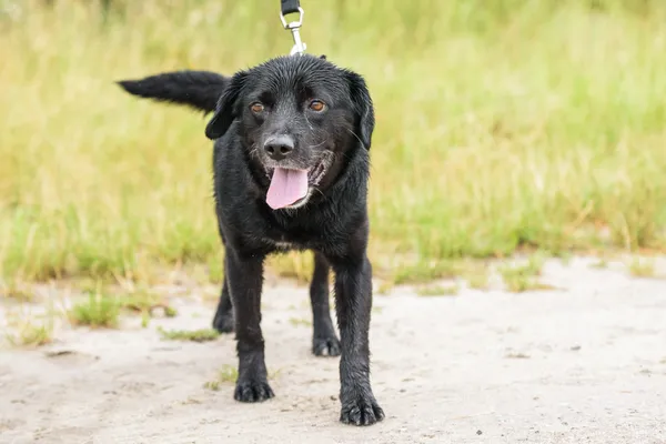 Pies do adopcji, Nowodwór, 4 sierpnia 2025 (4/5)