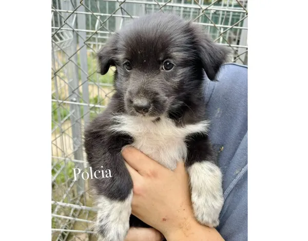 Pies do adopcji, Przyborówko, 4 sierpnia 2025 (3/3)