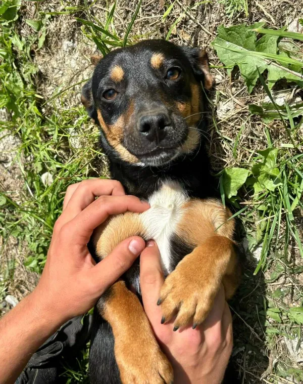 Pies do adopcji, Przyborówko, 4 sierpnia 2025 (1/3)