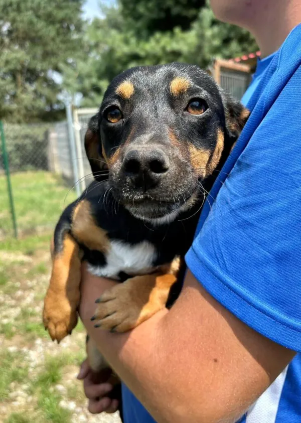 Pies do adopcji, Przyborówko, 4 sierpnia 2025 (2/3)