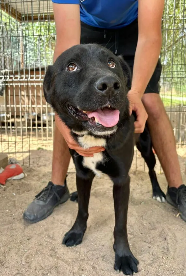 Pies do adopcji, Przyborówko, 4 sierpnia 2025 (1/3)