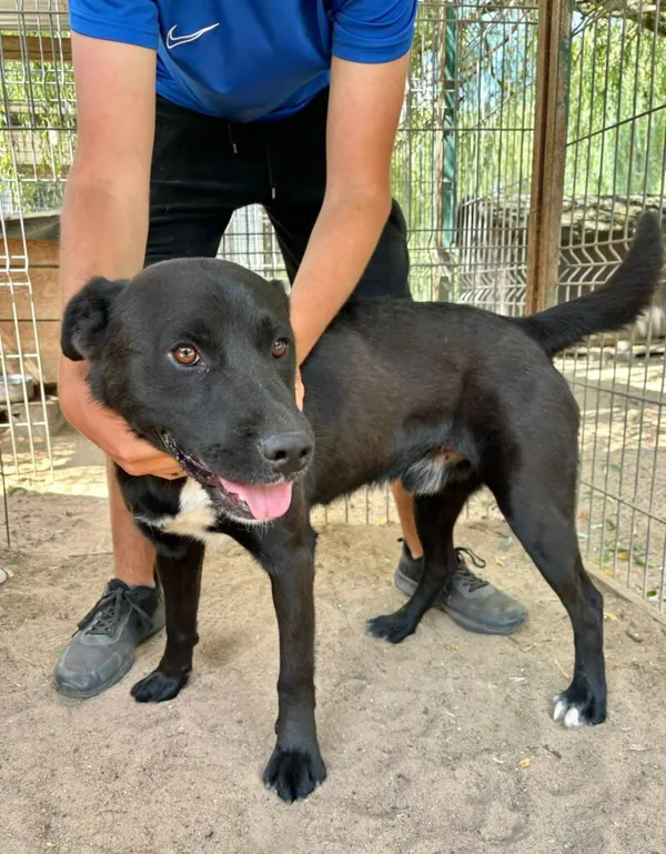 Pies do adopcji, Przyborówko, 4 sierpnia 2025 (2/3)