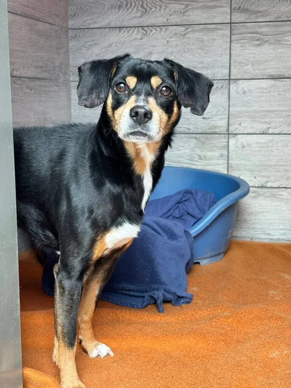 Pies do adopcji, Przyborówko, 6 października 2025 (2/4)