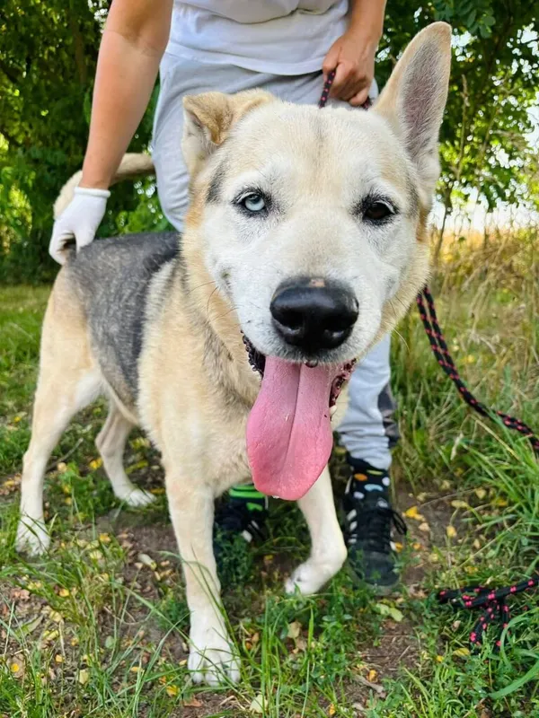 Pies do adopcji, Przyborówko, 4 sierpnia 2025 (1/3)