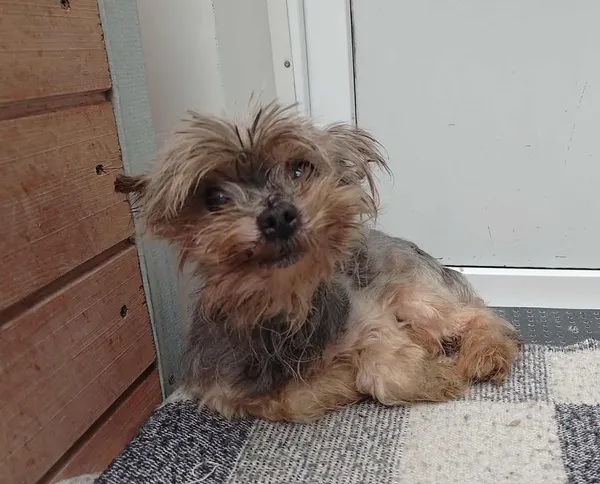 Znaleziono psa, Lublin, 3 sierpnia 2025