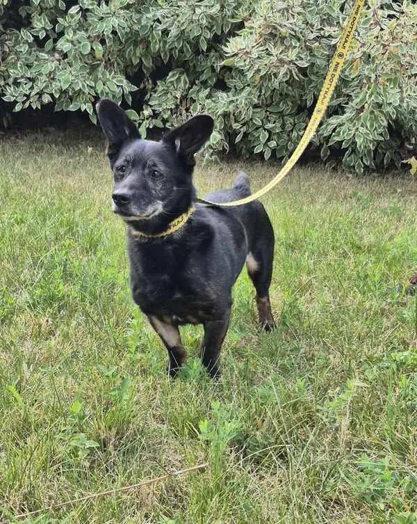 Znaleziono psa, Lublin, 4 sierpnia 2025