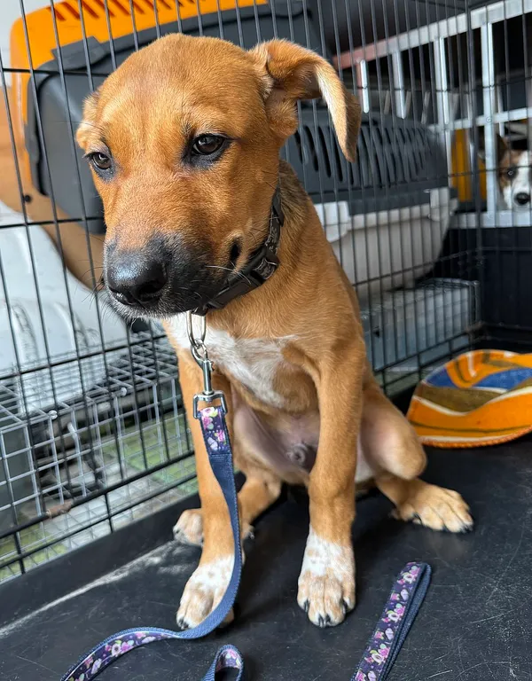 Znaleziono psa, Gdańsk, 4 sierpnia 2025