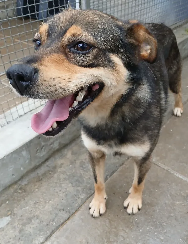 Znaleziono psa, Gdańsk, 4 sierpnia 2025