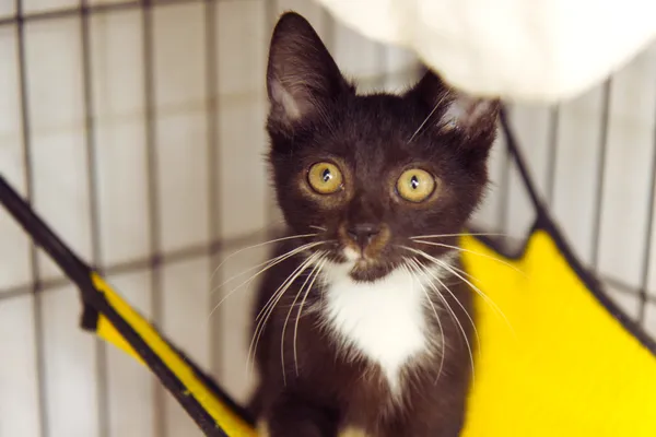 Znaleziono kota, Sosnowiec, 31 lipca 2025 (1/5)