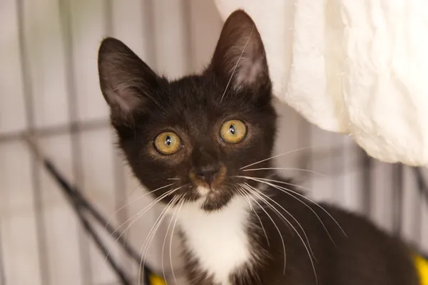 Znaleziono kota, Sosnowiec, 31 lipca 2025 (2/5)