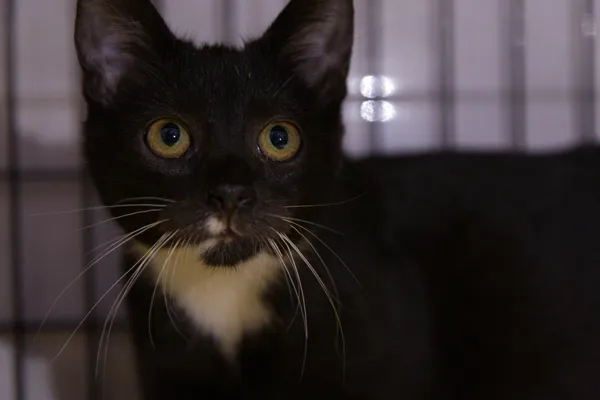 Znaleziono kota, Sosnowiec, 31 lipca 2025 (3/5)