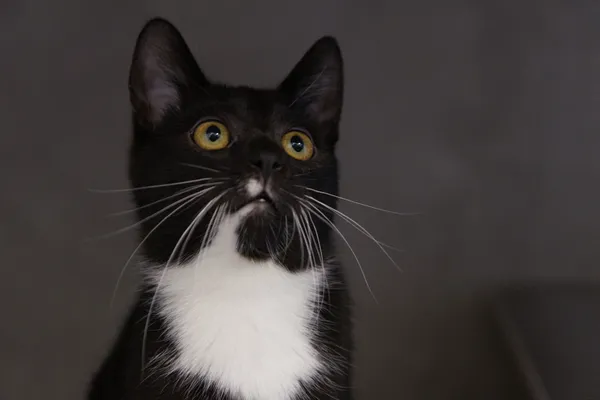 Znaleziono kota, Sosnowiec, 31 lipca 2025 (4/5)