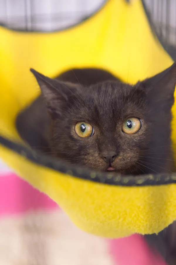 Znaleziono kota, Sosnowiec, 31 lipca 2025 (1/5)