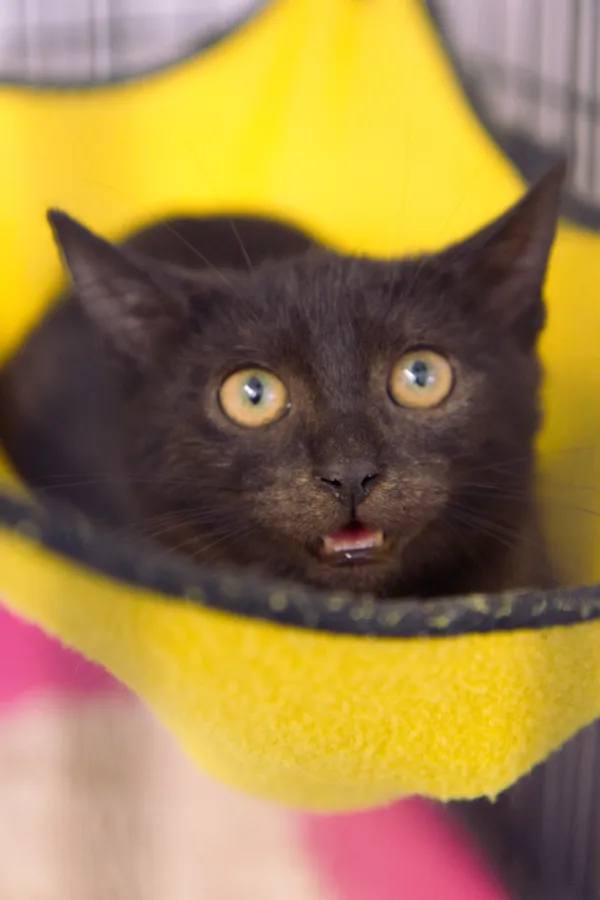 Znaleziono kota, Sosnowiec, 31 lipca 2025 (2/5)