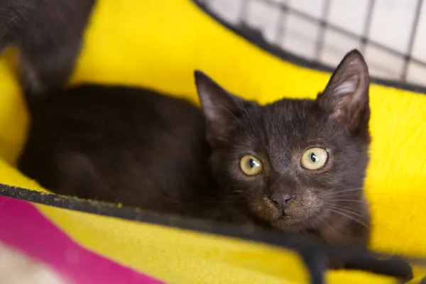 Znaleziono kota, Sosnowiec, 31 lipca 2025 (3/5)